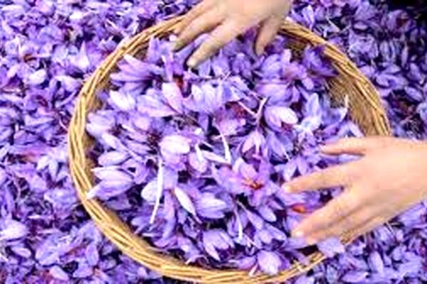 بارندگی‌های اخیر به برداشت زعفران خسارت وارد کرد