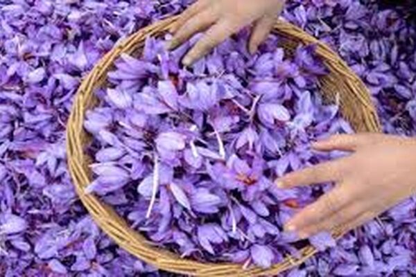 بارندگی‌های اخیر به برداشت زعفران خسارت وارد کرد