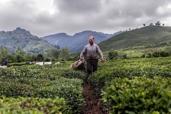 دولت با چایکاران بی حساب شد