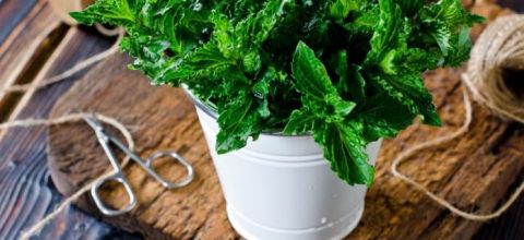 8 گیاه خانگی برای دور کردن حشرات و پشه ها از خانه