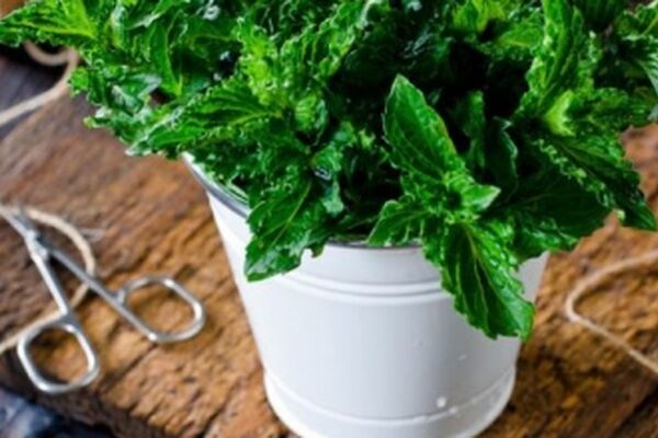 8 گیاه خانگی برای دور کردن حشرات و پشه ها از خانه