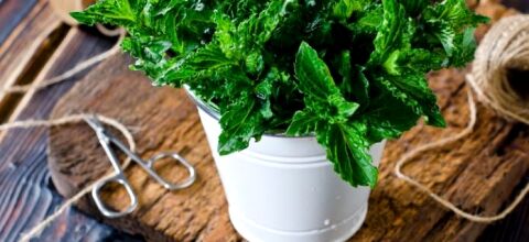 8 گیاه خانگی برای دور کردن حشرات و پشه ها از خانه