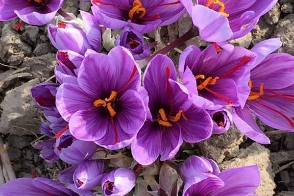 خرید توافقی ۳۰۰ تن گل زعفران در خراسان رضوی