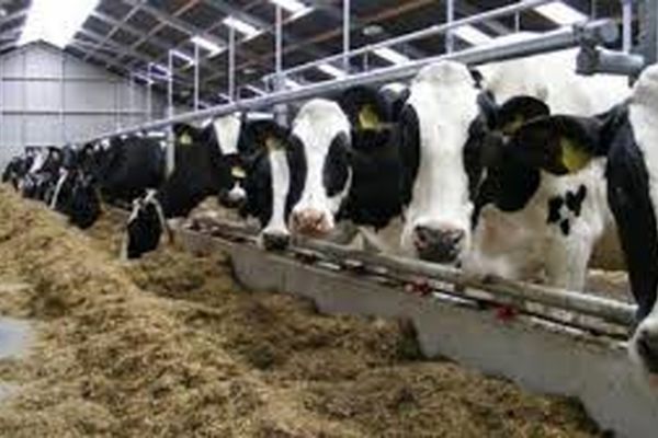 حمل و نقل، مشکل اصلی تامین خوراک دام در استان