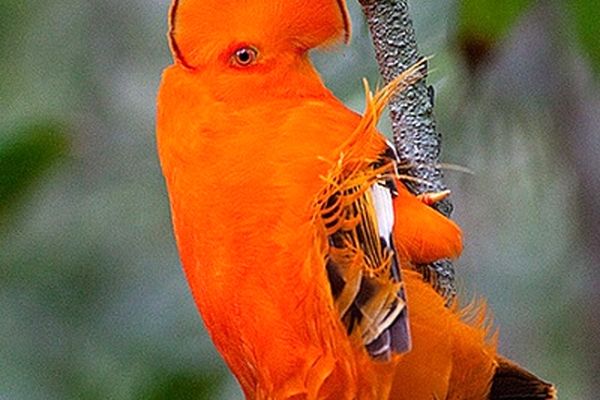 عجیب ترین پرندگان دنیا که شبیه فضایی‌ها هستند