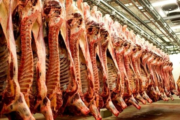 گوشت ارزان می شود؟