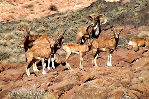 سرشماری حیات وحش خراسان رضوی بامشارکت۷۷۰ محیط بان