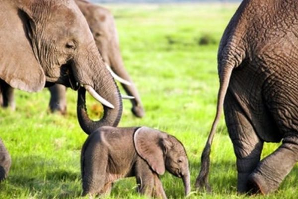 کاهش 60 درصدی جمعیت حیات وحش در جهان