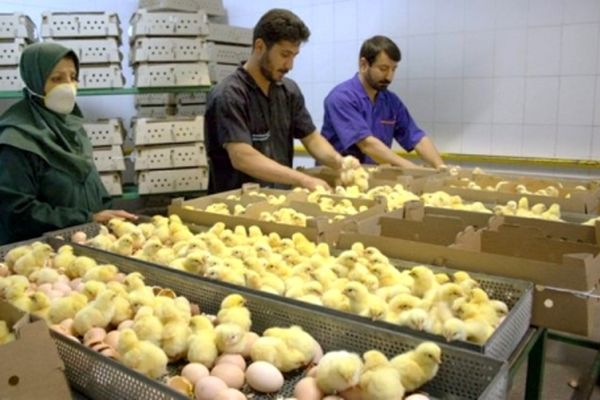 شش میلیون قطعه جوجه به افغانستان صادر شد
