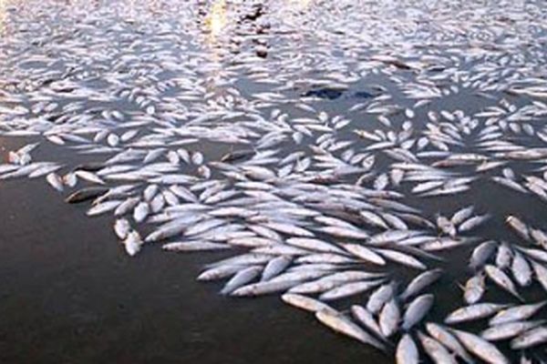 نگرانی شدید مردم عراق درباره آلودگی آب