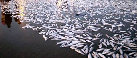 نگرانی شدید مردم عراق درباره آلودگی آب