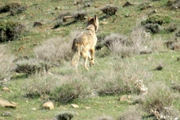 رهاسازی یک قلاده گرگ در تایباد