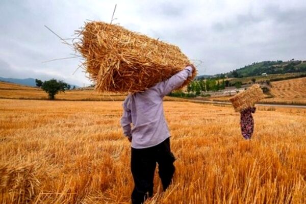 تسویه کامل مطالبات گندمکاران تا پایان مهرماه