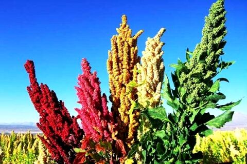 خاویار گیاهی کویر را بشناسیم