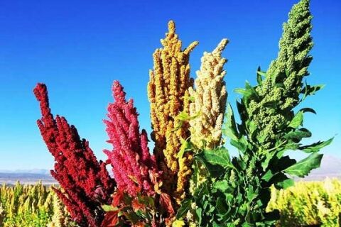 خاویار گیاهی کویر را بشناسیم