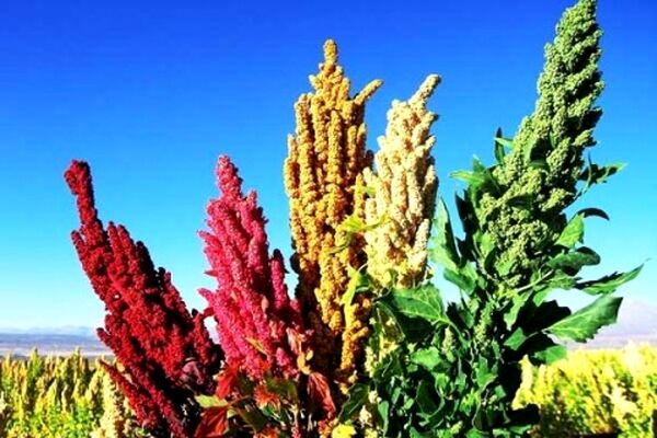خاویار گیاهی کویر را بشناسیم