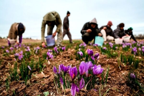 10 مرکز در خراسان رضوی گل زعفران کشاورزان را خریداری می کند