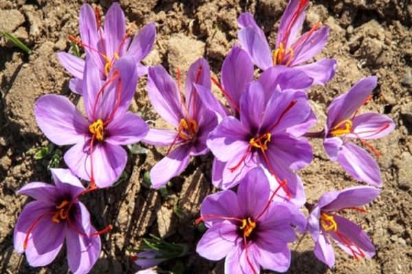 راهکار جبران کاهش قیمت زعفران