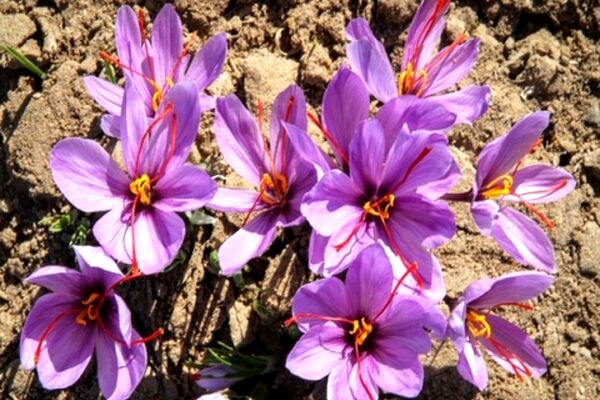 راهکار جبران کاهش قیمت زعفران