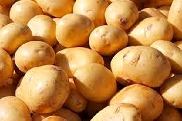 جلوگیری از صادرات سیب زمینی به ضرر کشاورزان است/ ۵۰۰هزار تن مازاد تولید داریم