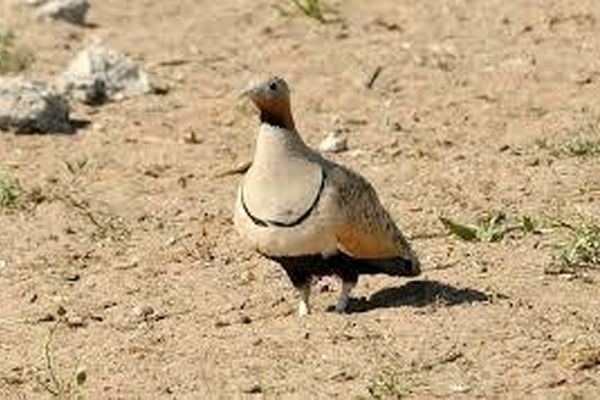 دستگیری صیاد متخلف در سرخس