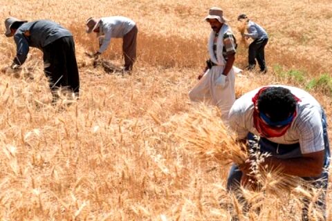 نامه سرگشاده گندم کاران به روحانی/ اعتماد ما را بی‌پاسخ نگذارید