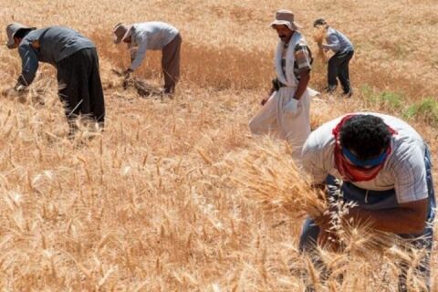 نامه سرگشاده گندم کاران به روحانی/ اعتماد ما را بی‌پاسخ نگذارید