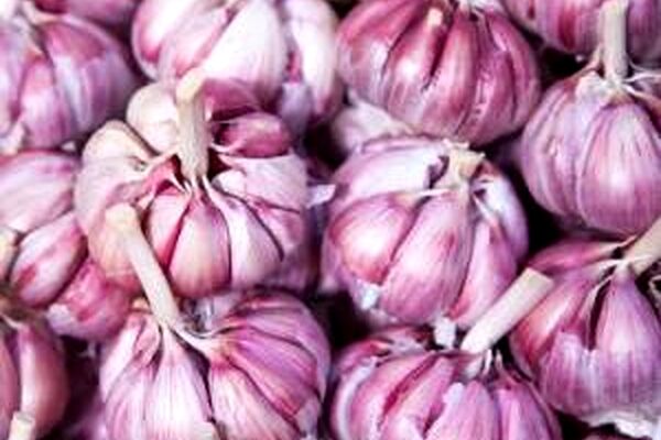 خوردن سیر خام مفیدتر است یا سیر پخته؟