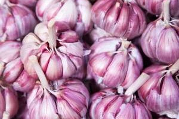 خوردن سیر خام مفیدتر است یا سیر پخته؟