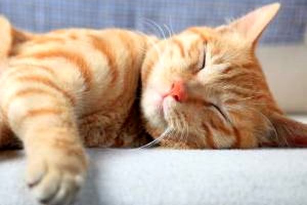 خواب آلوترین حیوان روی کره ی زمین را بشناسید