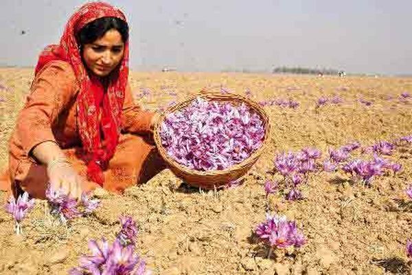 خرید روزانه ۲۰ تن گل زعفران در استان