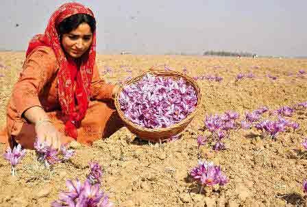 خرید روزانه ۲۰ تن گل زعفران در استان