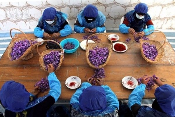 فرآوری محصول زعفران ضرورتی مغفول مانده است
