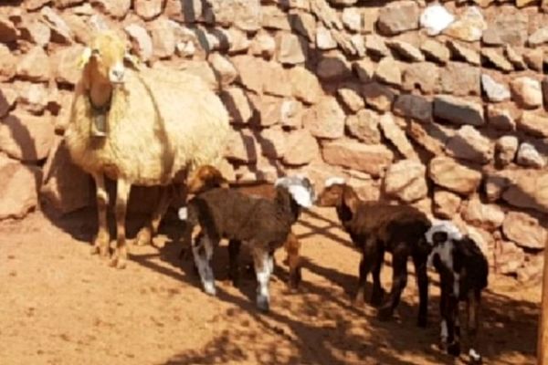 اعطای گوسفندان چند قلوزا در کلات فرصت شغلی ایجاد کردند