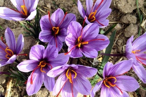 زعفران و ارزآوری مناسب