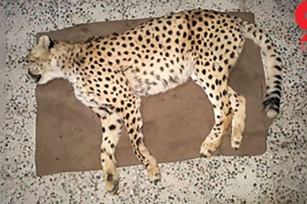 کشته شدن یک یوز ماده جوان در جاجرم + عکس