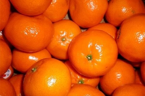 میوه های هرمزگانی که ثبت جهانی شدند