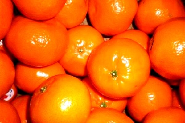 میوه های هرمزگانی که ثبت جهانی شدند