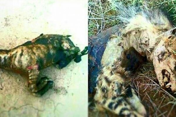 آتش زدن ۳ کفتار در فیروزه/ حیوان آزاری تبدیل به تفریح برخی جوانان شده است