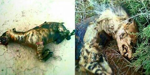 آتش زدن ۳ کفتار در فیروزه/ حیوان آزاری تبدیل به تفریح برخی جوانان شده است