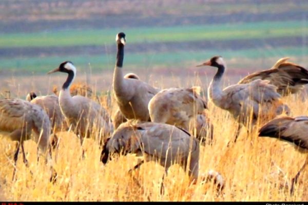 تایباد، میزبان زمستانی درنای خاکستری جریمه نقدی و حبس برای شکارچیان متخلف