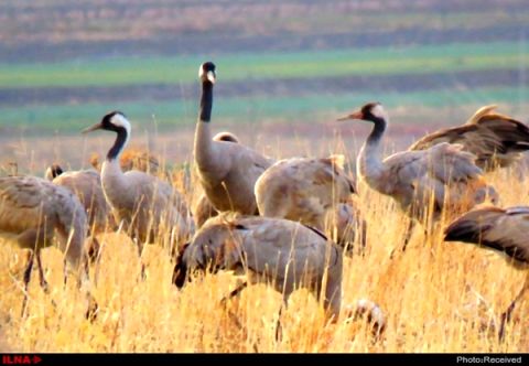 تایباد، میزبان زمستانی درنای خاکستری جریمه نقدی و حبس برای شکارچیان متخلف