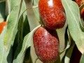 تولید نوشیدنی انرژی‌زا و چای از برگ گیاه سنجد