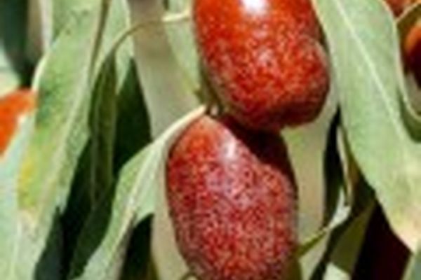 تولید نوشیدنی انرژی‌زا و چای از برگ گیاه سنجد