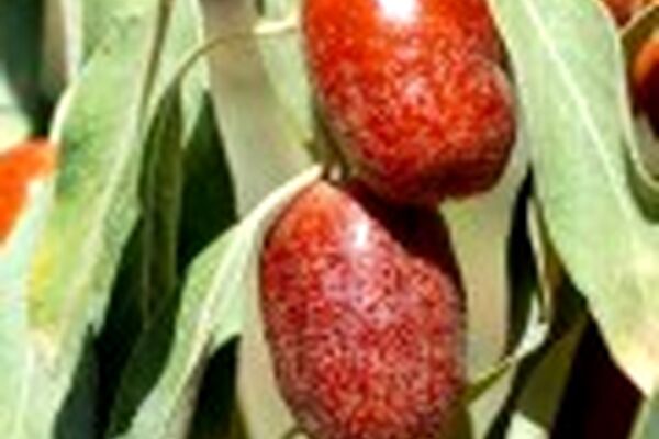 تولید نوشیدنی انرژی‌زا و چای از برگ گیاه سنجد