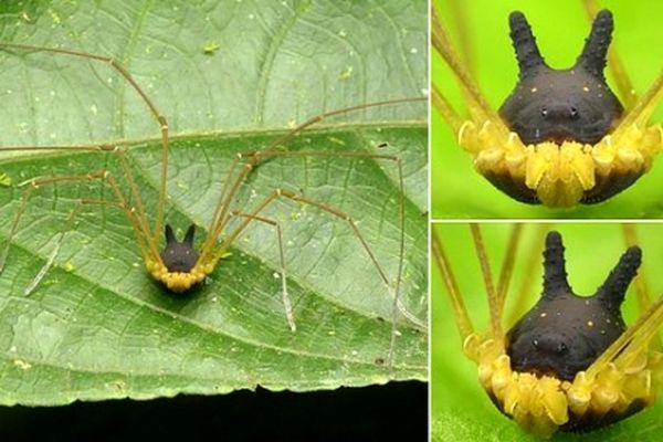 عجیب‌ترین عنکبوت دنیا با سری شبیه سگ+عکس