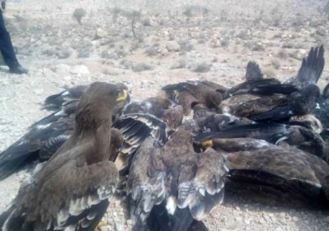 مقصر مرگ عقاب‌ها کیست ؟! مردم یا مسئولان؟ + عکس