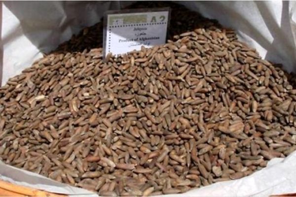 «چلغوز» دانه‌ای ارزآور در افغانستان