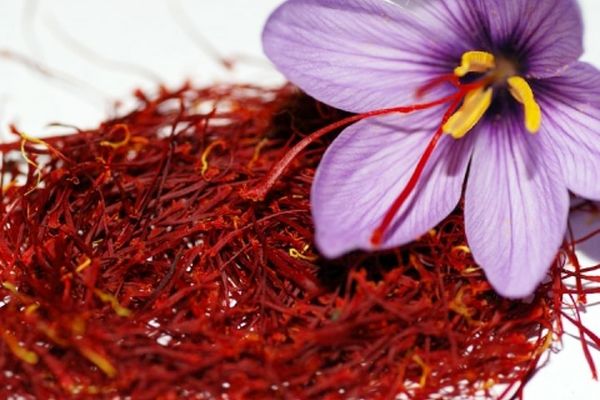 72 پروانه استاندارد زعفران در خراسان رضوی صادر شد