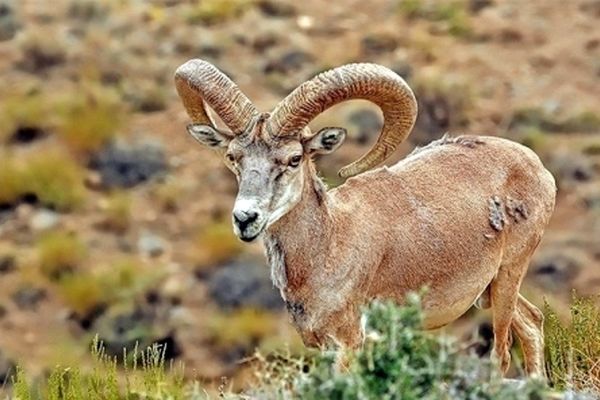 چهار شکارچی غیرمجاز در تربت جام دستگیر شدند